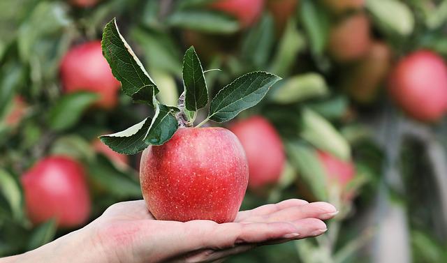 吃苹果能减肥吗?怎么吃苹果减肥