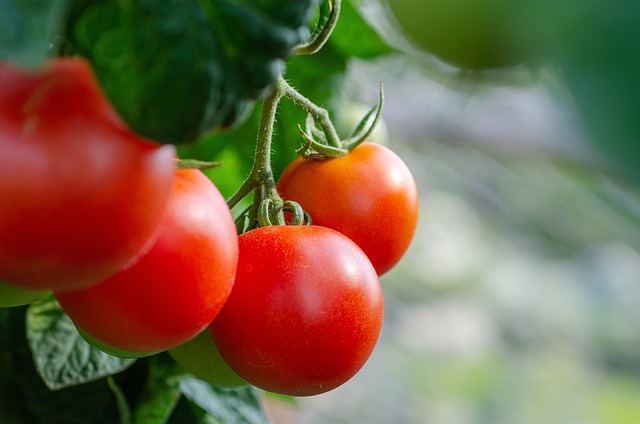 番茄减肥方法可行吗？这样吃番茄减肥
