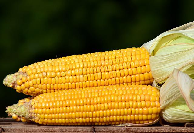 经常吃玉米能减肥吗?怎么说?